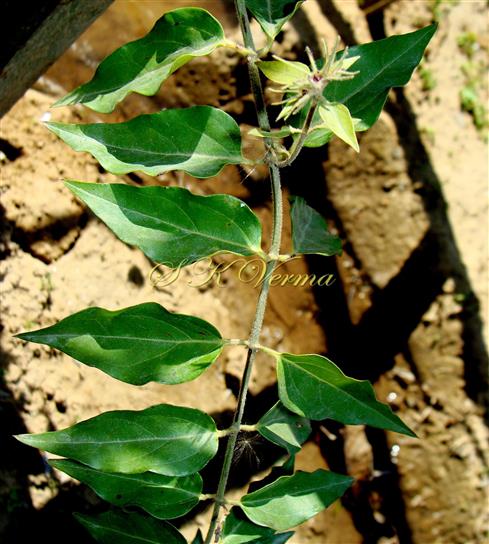  Flowering shoot with dwarf lateral branchlet
